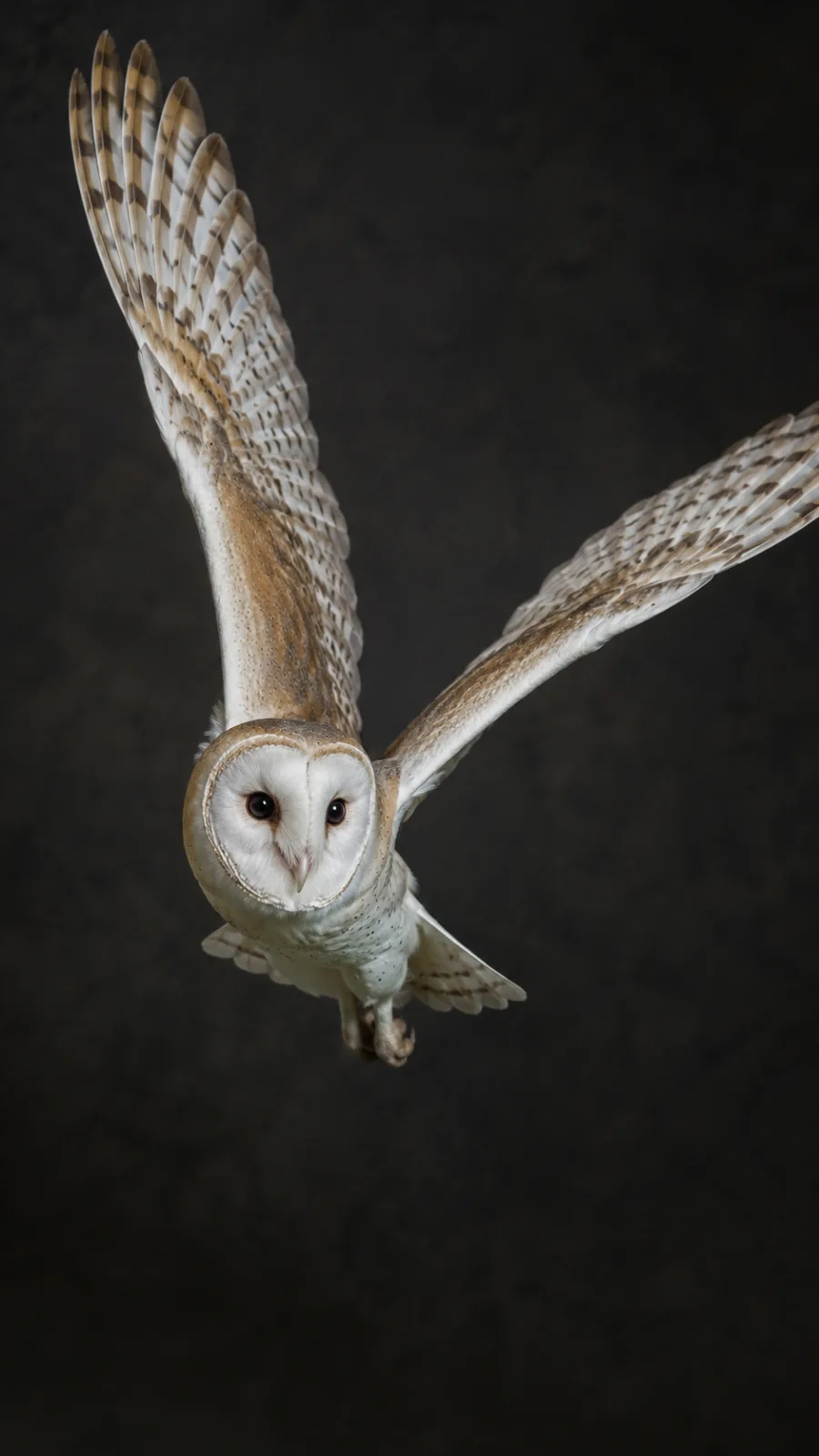 Fotorealistische Schleiereule im Flug
